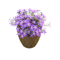 Desktop floral