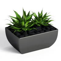 Desktop green plants