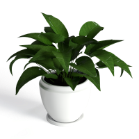 Desktop green plants