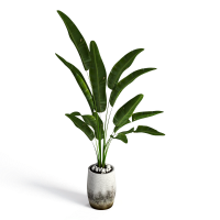 Potted plant