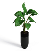 Potted plant