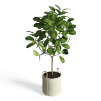 Potted plant