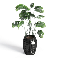 Potted plant