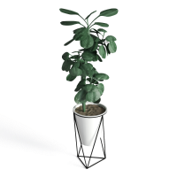 Potted plant