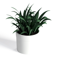 Desktop green plants