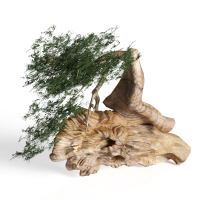 Root carving green plant