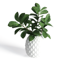 Desktop green plants