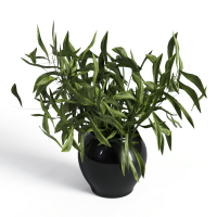 Desktop green plants