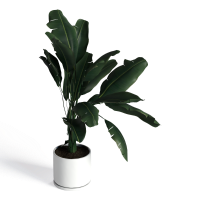 Potted plant