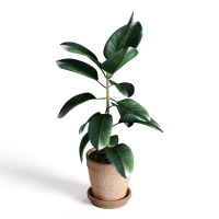 Desktop green plants