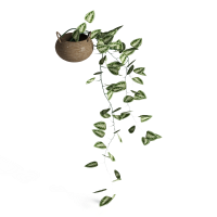 Decorative green plants