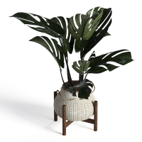 Potted plant