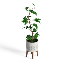 Potted plants