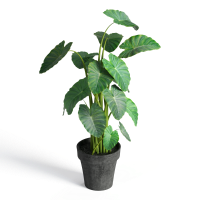 Potted plant