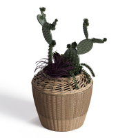 cactus