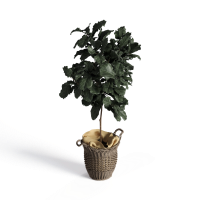 Potted plant