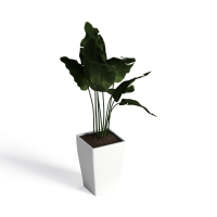 Potted plant