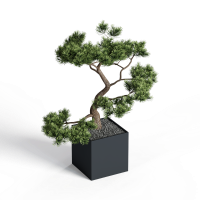 Desktop green plants
