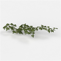 Desktop green plant