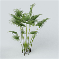 Green Plant 03