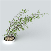 Desktop greenery
