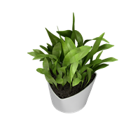 Desktop green plant