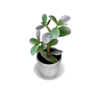Desktop green plant