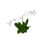 tabletop floristry