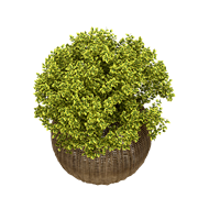 Desktop green plant