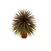 Desktop green plant