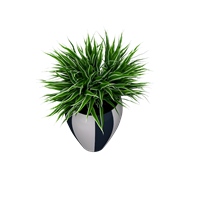Desktop green plant